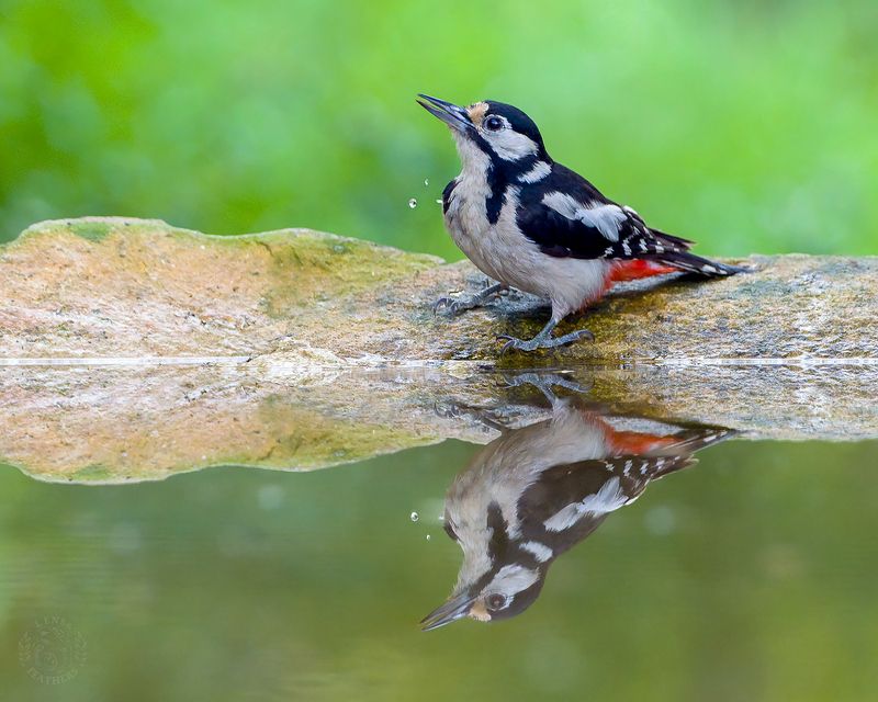 Lens and Feathers фото превью