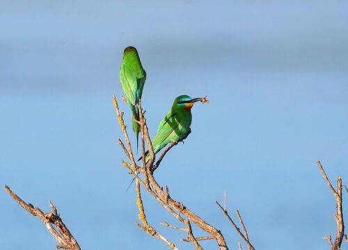 Зелёные Шурки..
