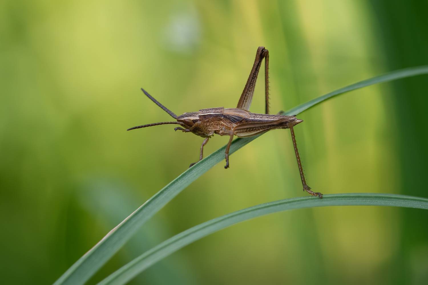 , Рагинская Ольга