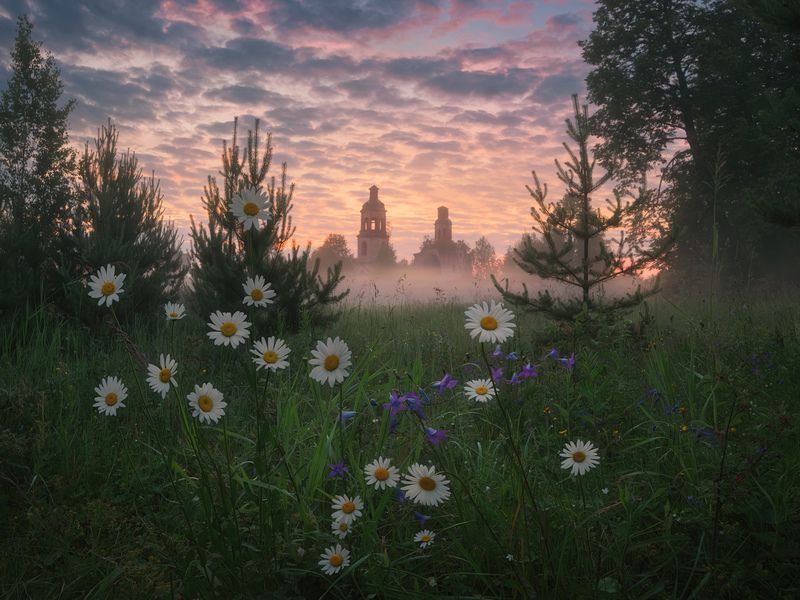 Время цветения нивяника фото превью