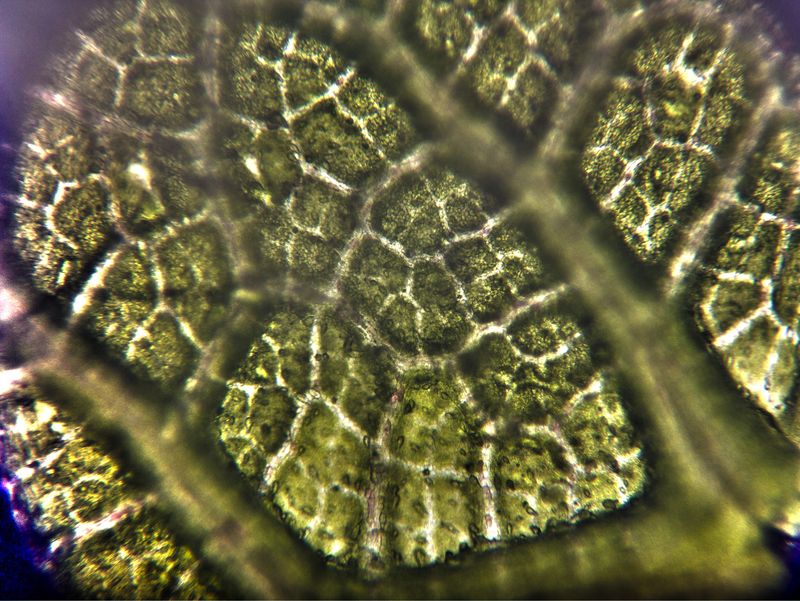 Микросъемка листа фикуса фото превью