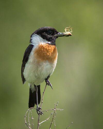 Чекан черноголовый