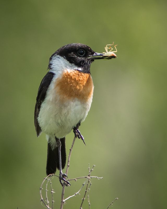 чекан черноголовый Чекан черноголовый фото превью