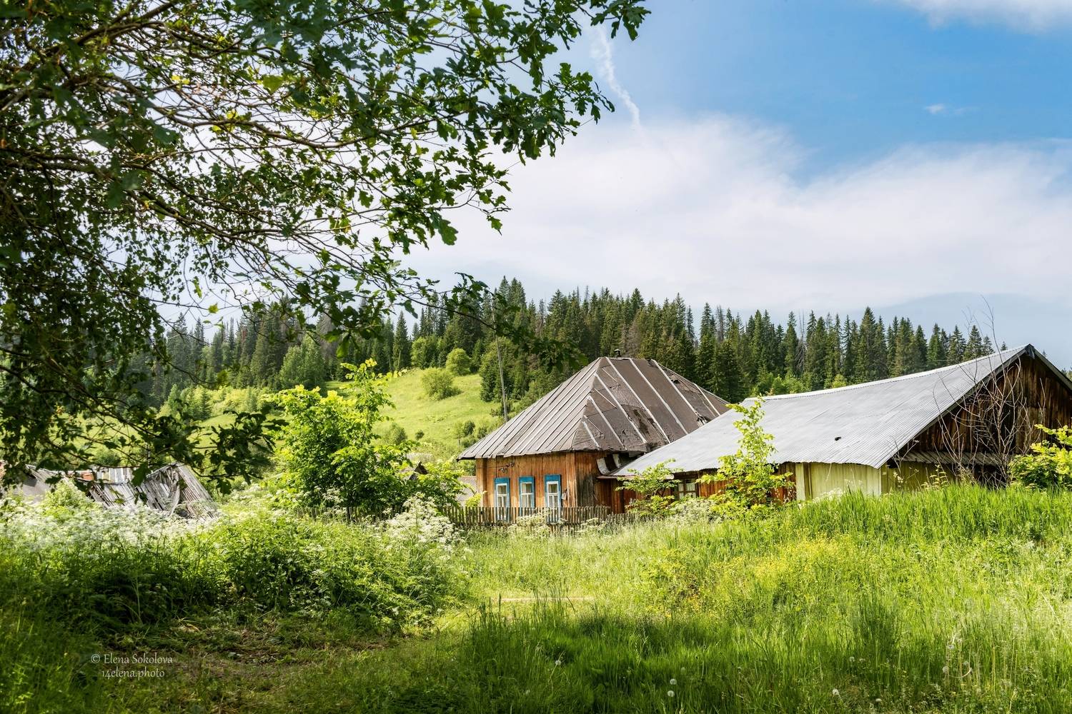 деревня, лето, деревенский пейзаж, Соколова Елена