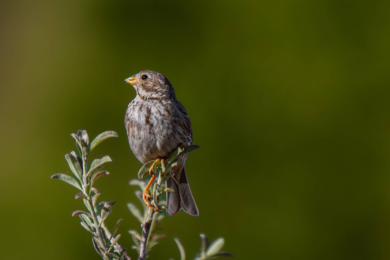 birds, Sajkovski Dejan