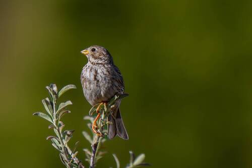 Nature | Wildlife Photography | Adventure