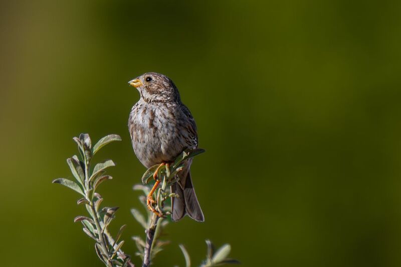 birds Nature | Wildlife Photography | Adventure фото превью