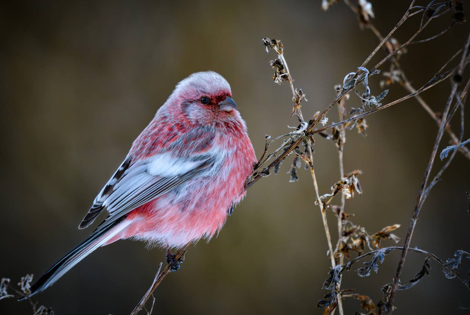 #урагус, #carpodacussibiricus, #южныйурал, Владимир Ежов