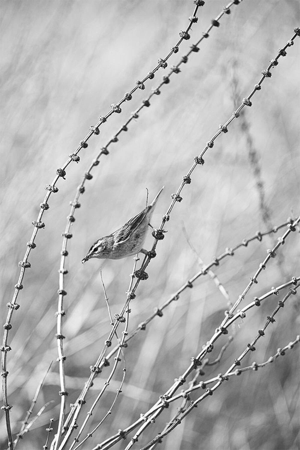 , Чудинин Дмитрий