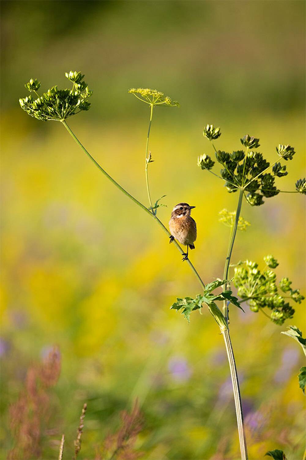 , Чудинин Дмитрий