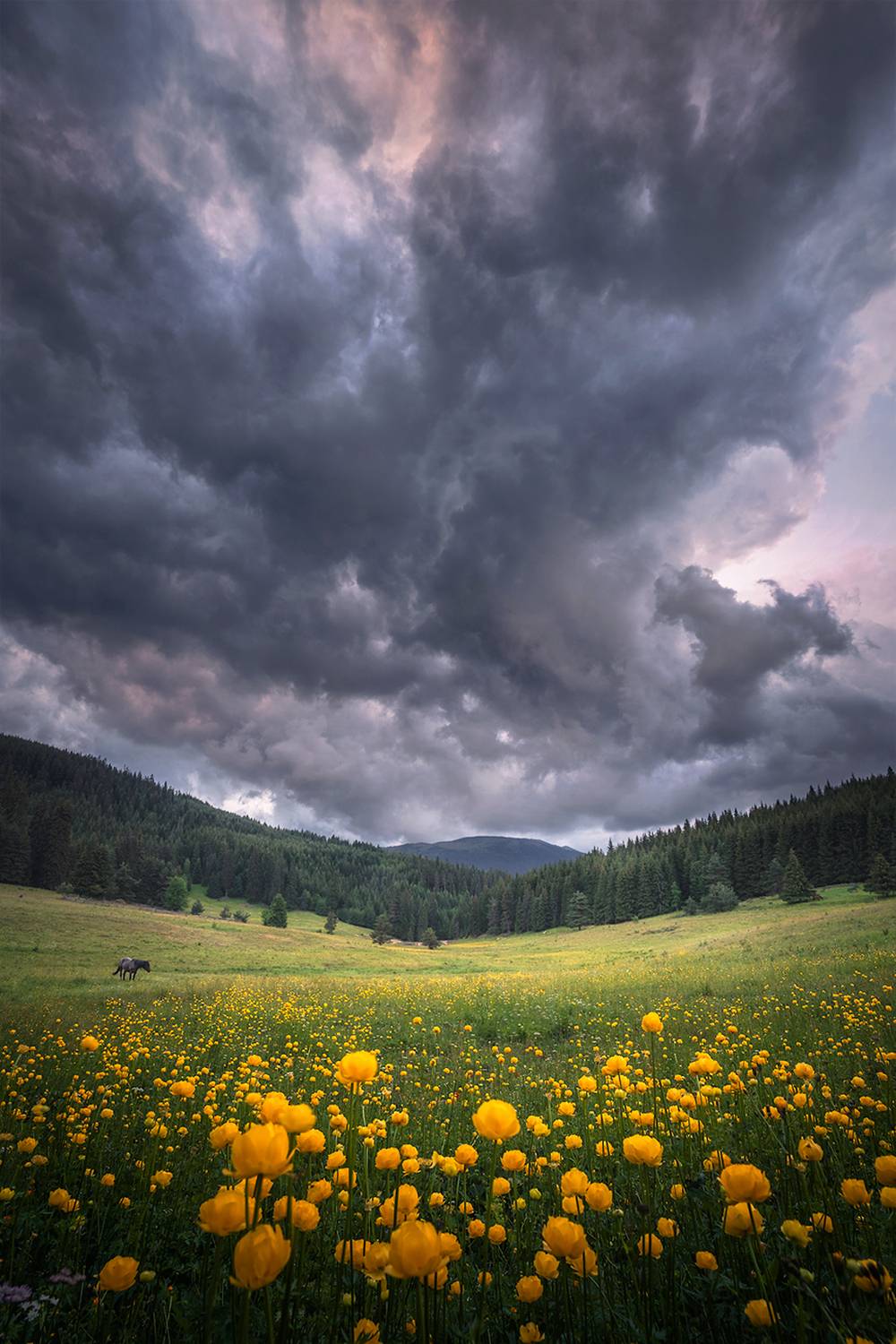 landscape, nature, scenery, summer, sunset, evening,cloudy, clouds, mountain, trees, flowers, wild, trolius, пейзаж, Александър Александров