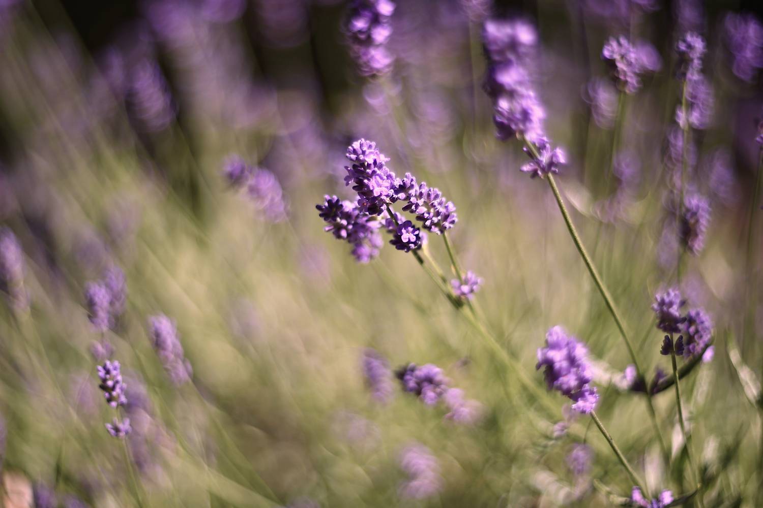 , Колобошников Эдуард