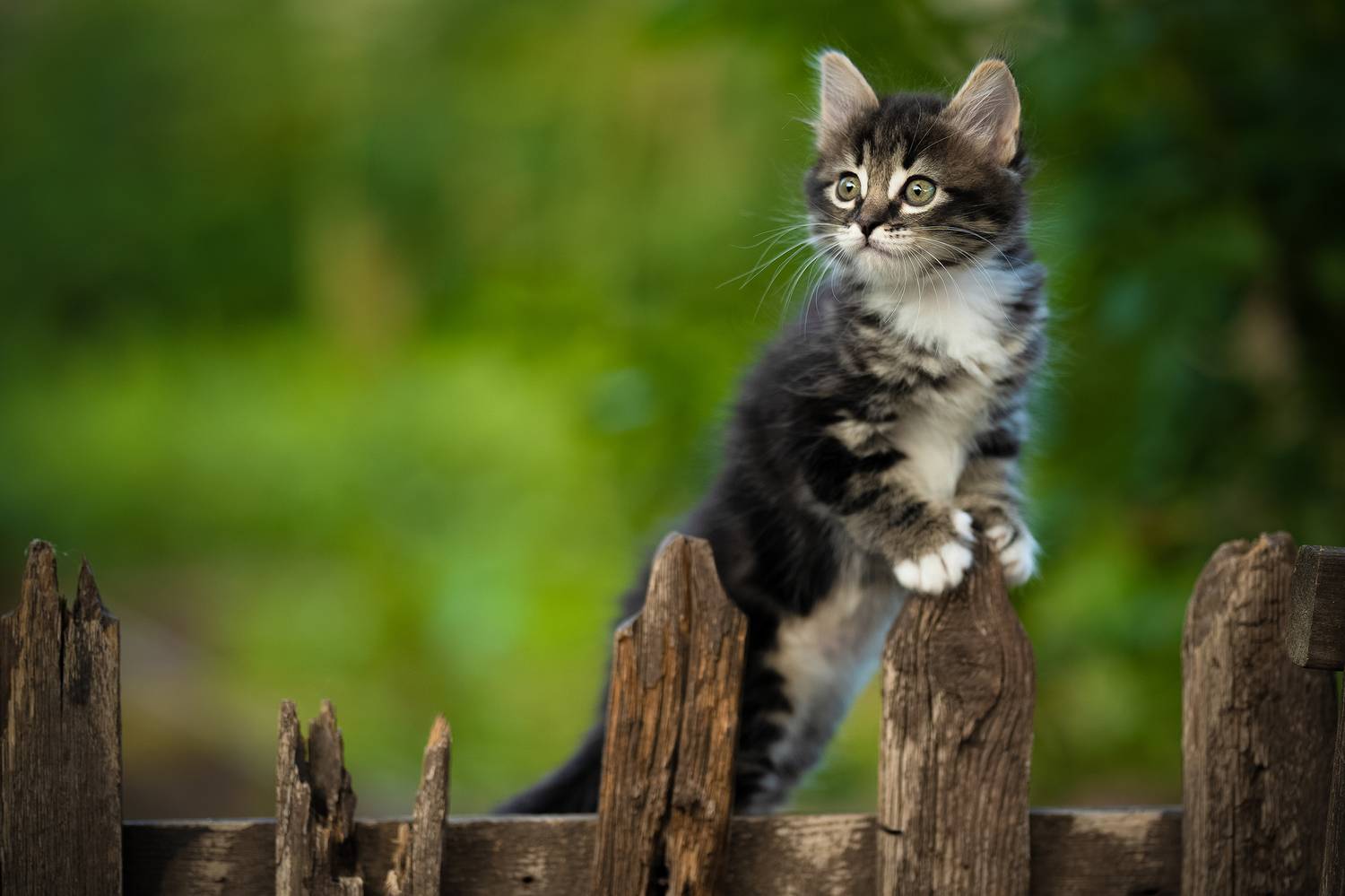 , Коротун Юрий