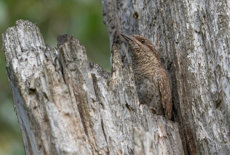 вертишейка, птицы, весна, лето, фотоохота, природа Невидимка фото превью