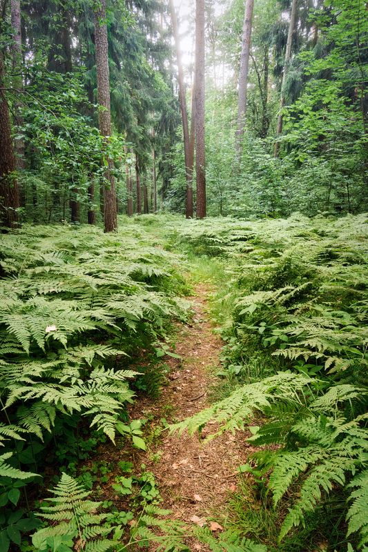лес, деревья, листва, свет В летнем лесу фото превью