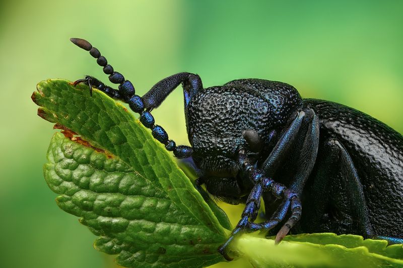 макро,природа,животное,растение,цвет,фото,лист,зеленый Майка фото превью