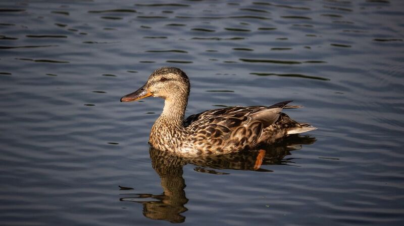 Утро на реке фото превью