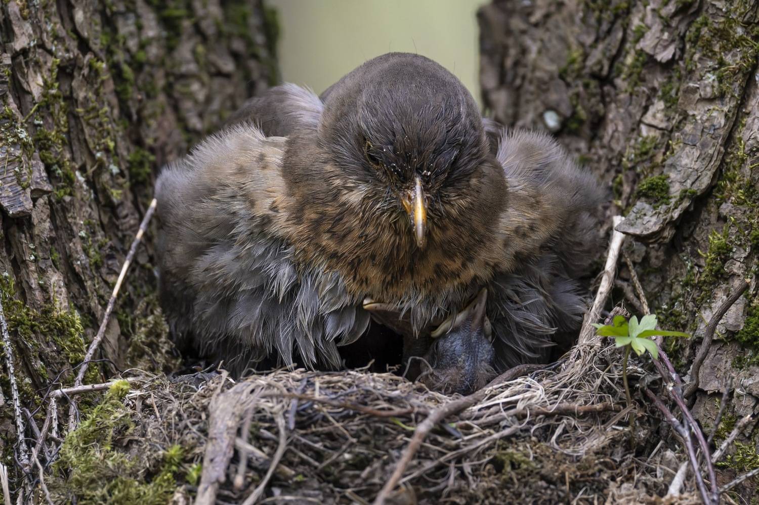 дрозд, черный дрозд, птенцы, гнездо, птицы, Руслан Pl