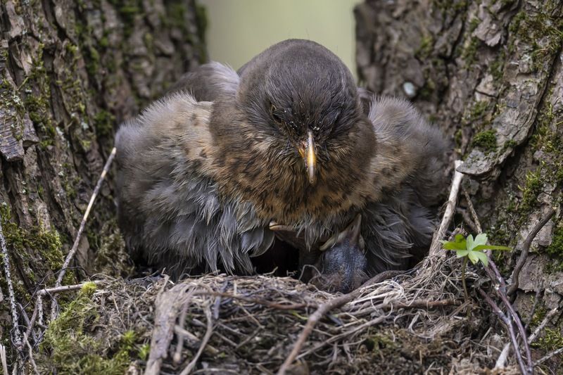 дрозд, черный дрозд, птенцы, гнездо, птицы На гнезде фото превью