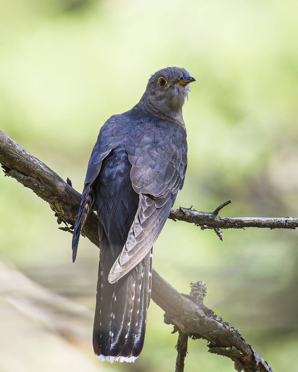 кукушка, птицы, Руслан Pl