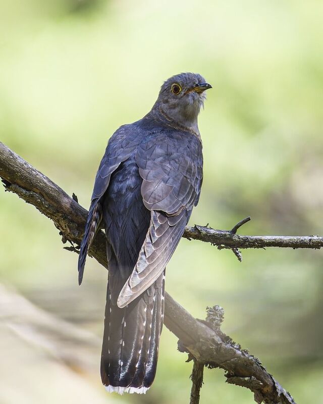 кукушка, птицы Кукушка фото превью