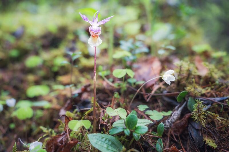 Калипсо фото превью