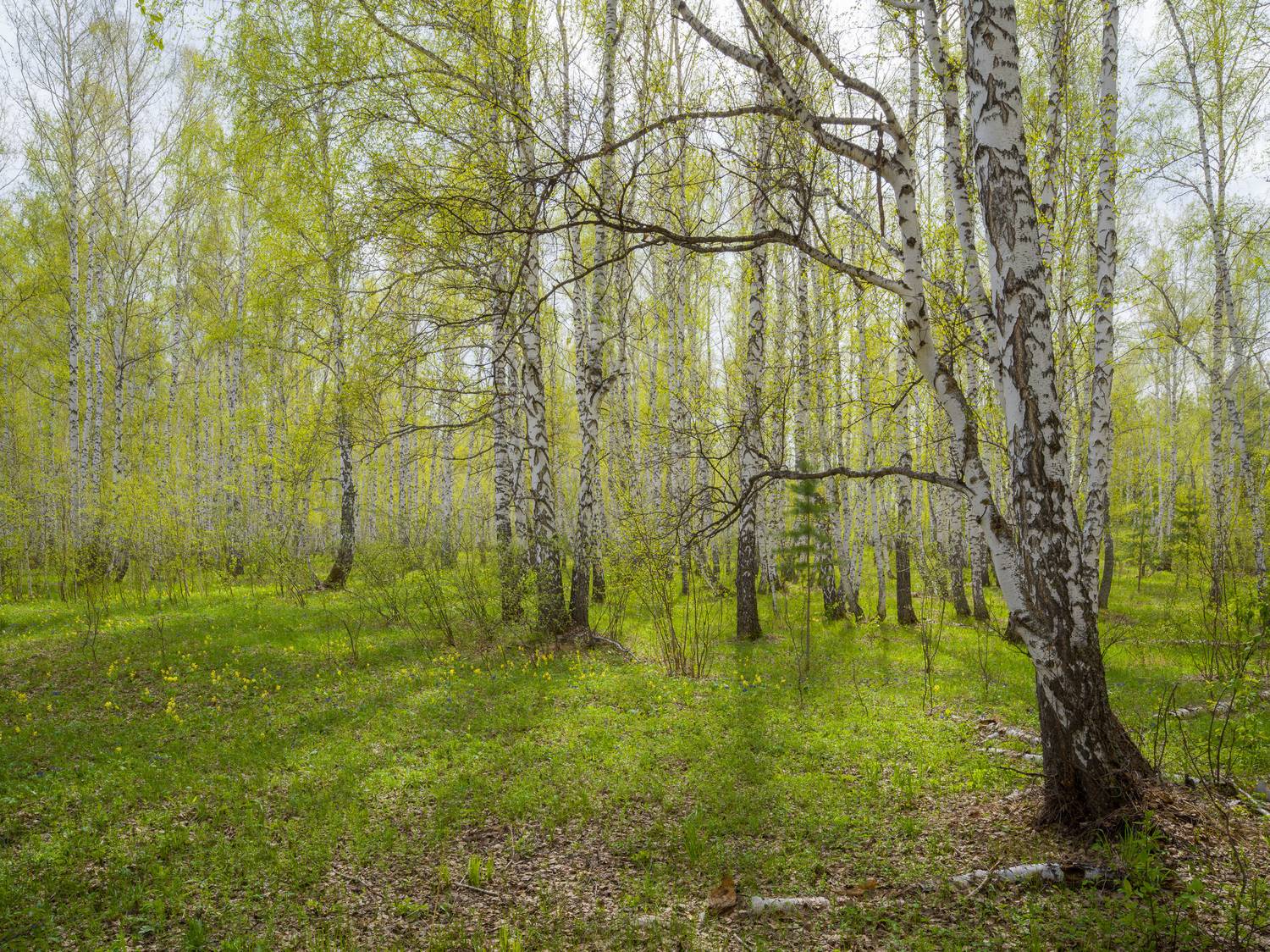 , Шустиков Дмитрий