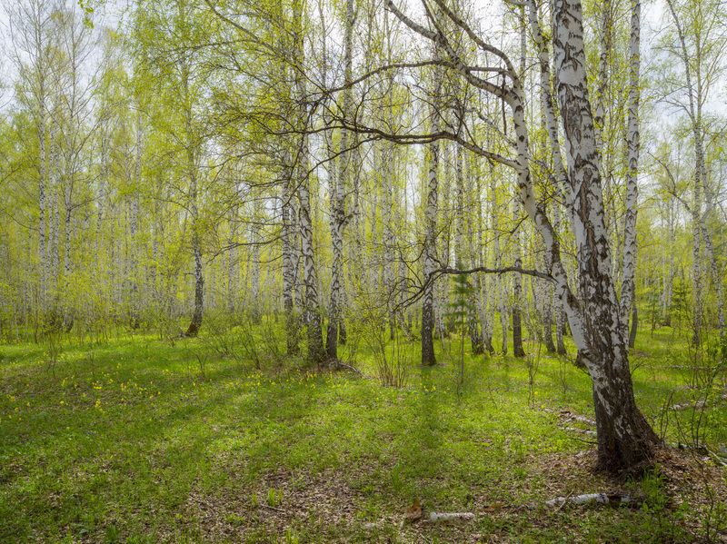 весенний цвет фото превью