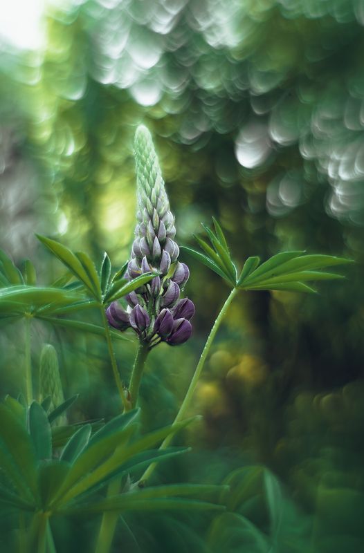 ... фото превью