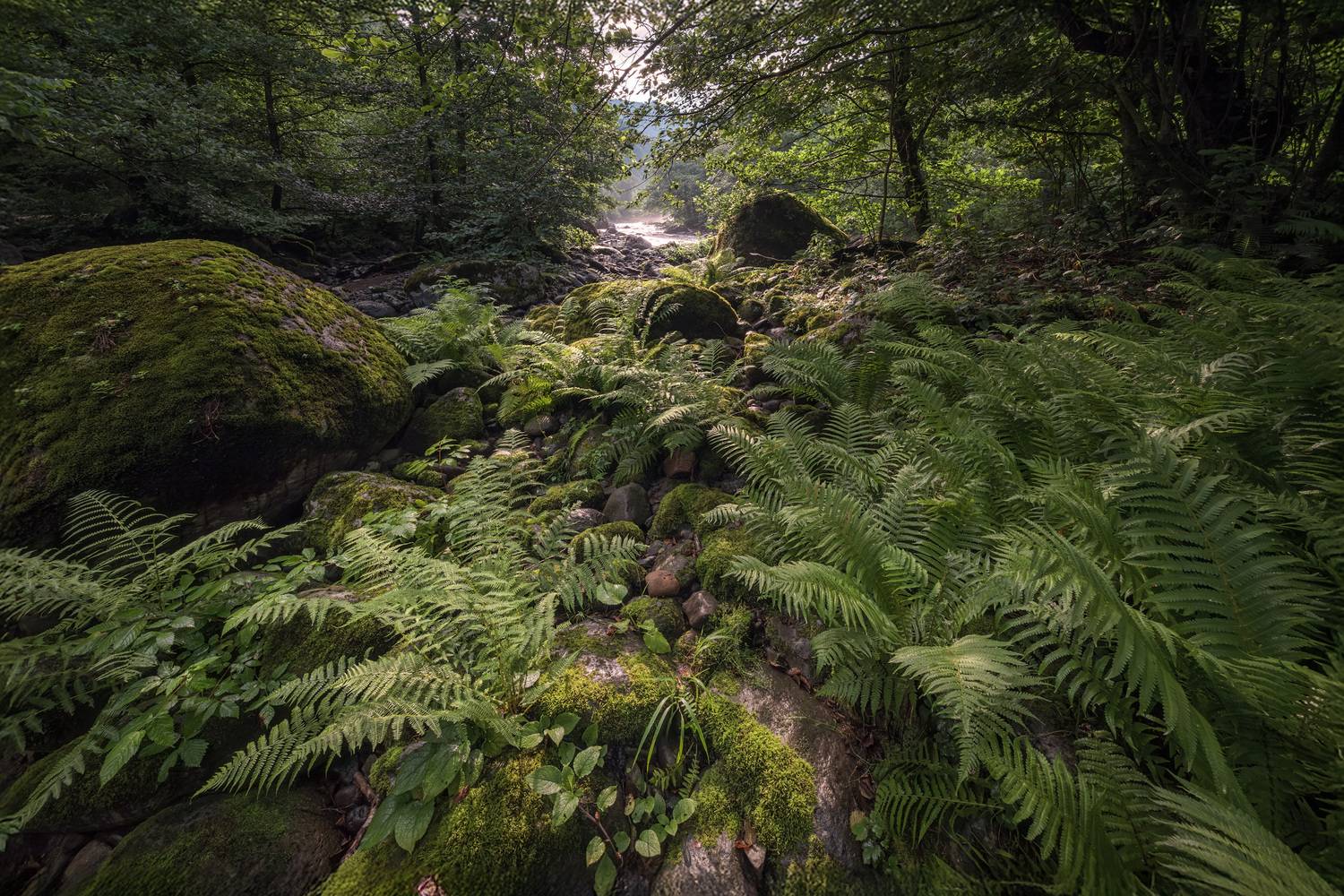 mtirala, fern, mossy, stones, сhakvistskali, river, valley, mountains, nature, landscape, scenery, travel, outdoors, georgia, sakartvelo, adjara, chizh, Чиж Андрей