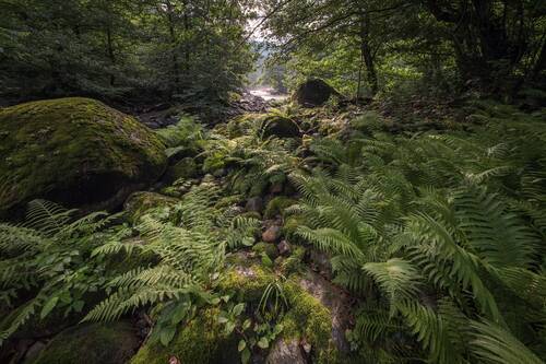 Fern In Chakvi Valley