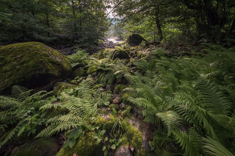 mtirala, fern, mossy, stones, сhakvistskali, river, valley, mountains, nature, landscape, scenery, travel, outdoors, georgia, sakartvelo, adjara, chizh Fern In Chakvi Valley фото превью