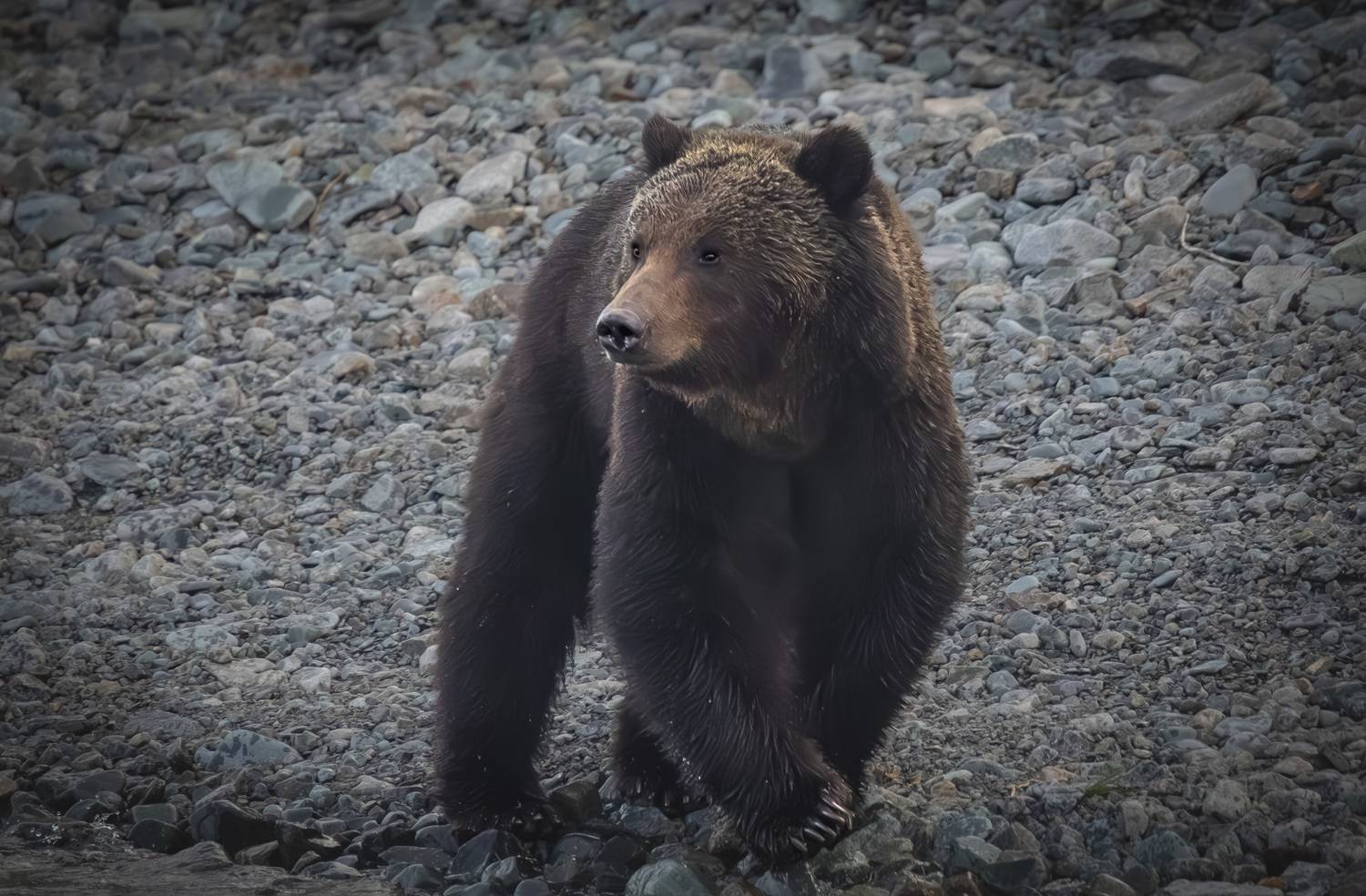 , Лаврентьев Александр