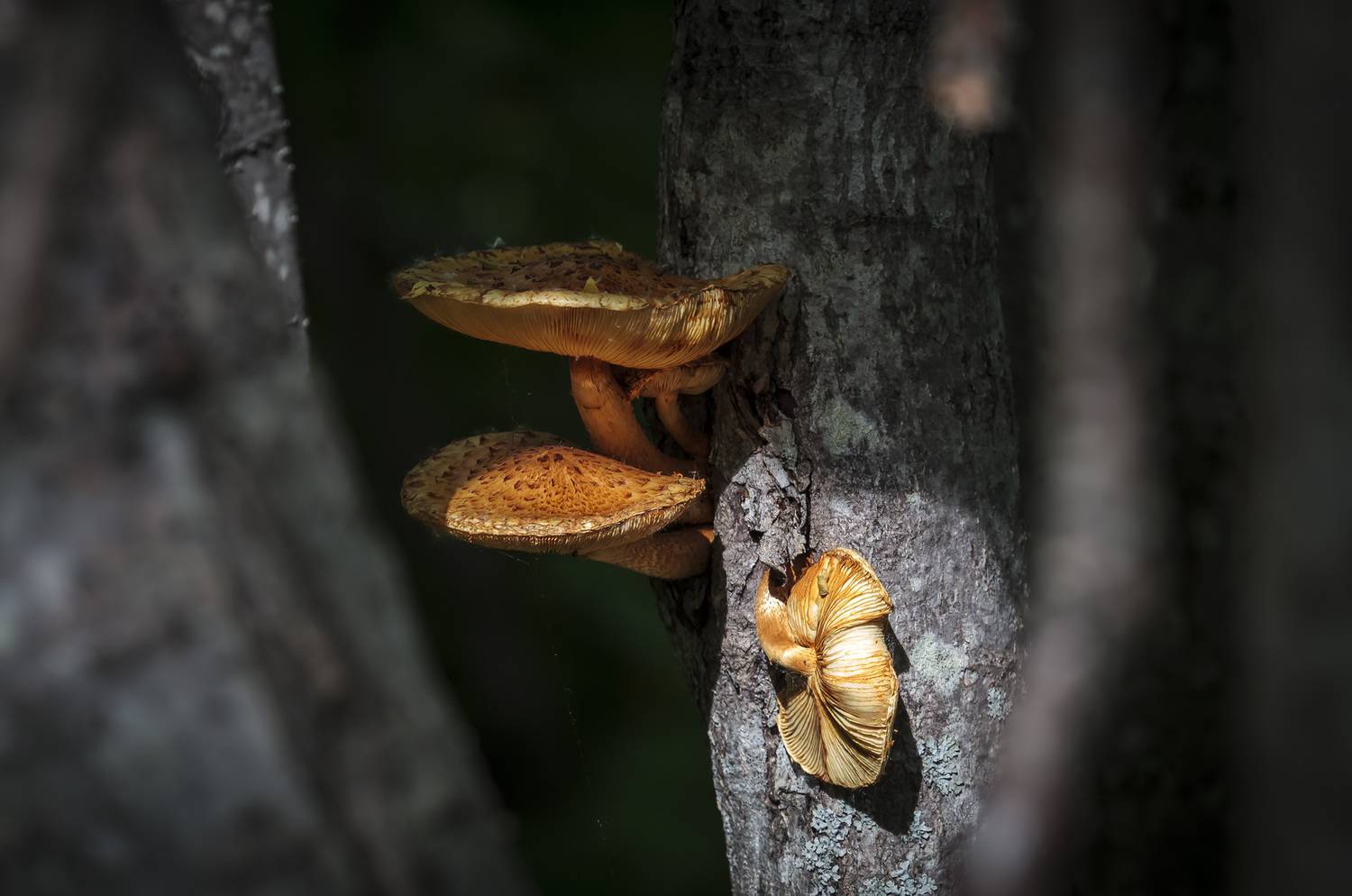 грибы, чешуйчатка золотистая, деревья, свет, цвет, Уткин Дмитрий