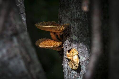 Чешуйчатка золотистая