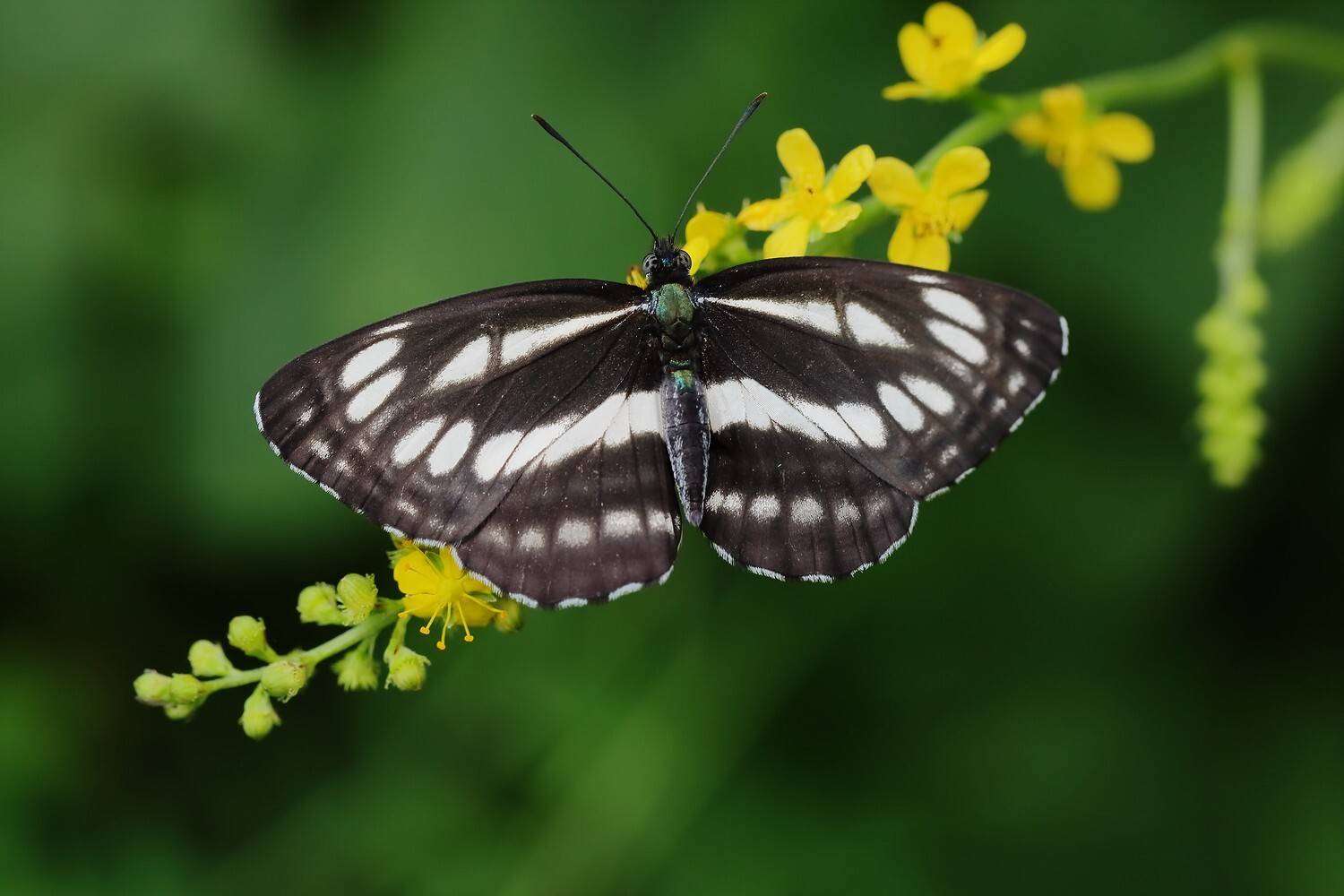бабочка пеструшка, Евгений Слободской