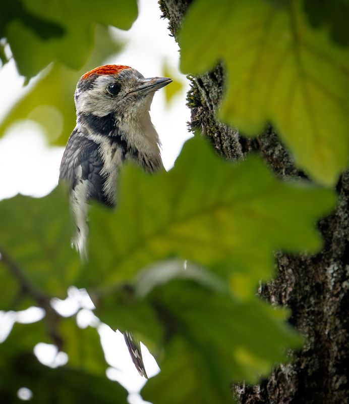 фото превью