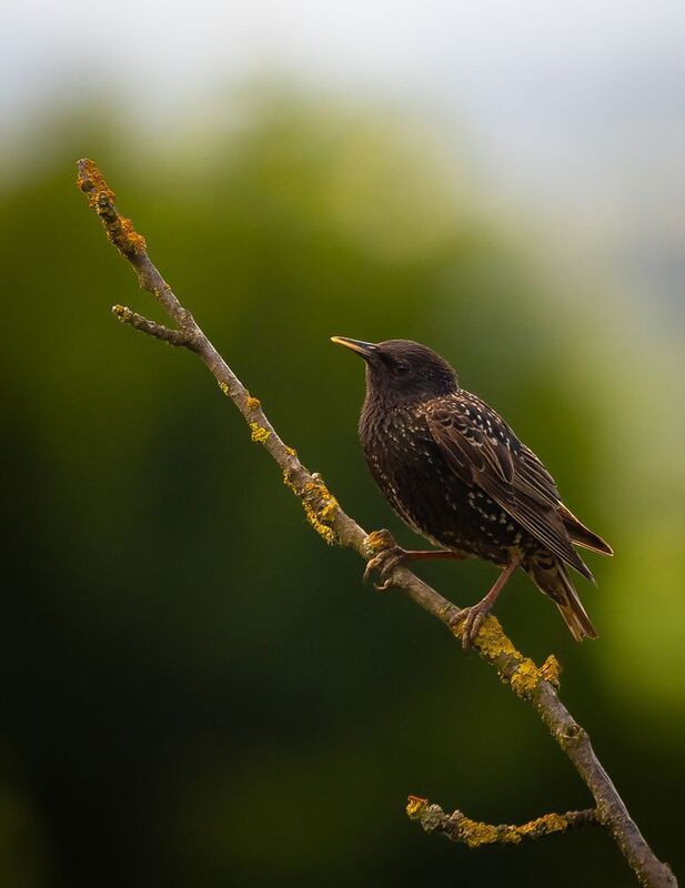 Špaček фото превью