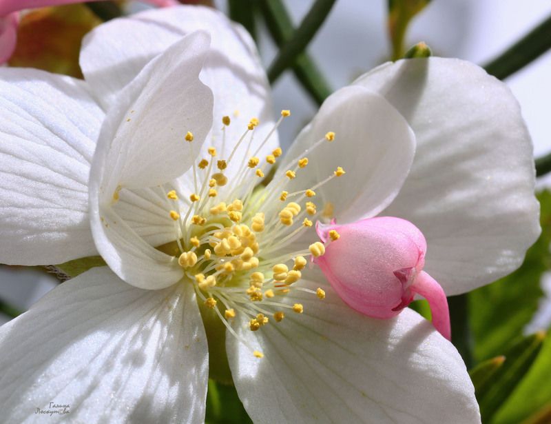 цветок морошки, цветок андромеды, тычинки, лепестки Нежности цветочные фото превью