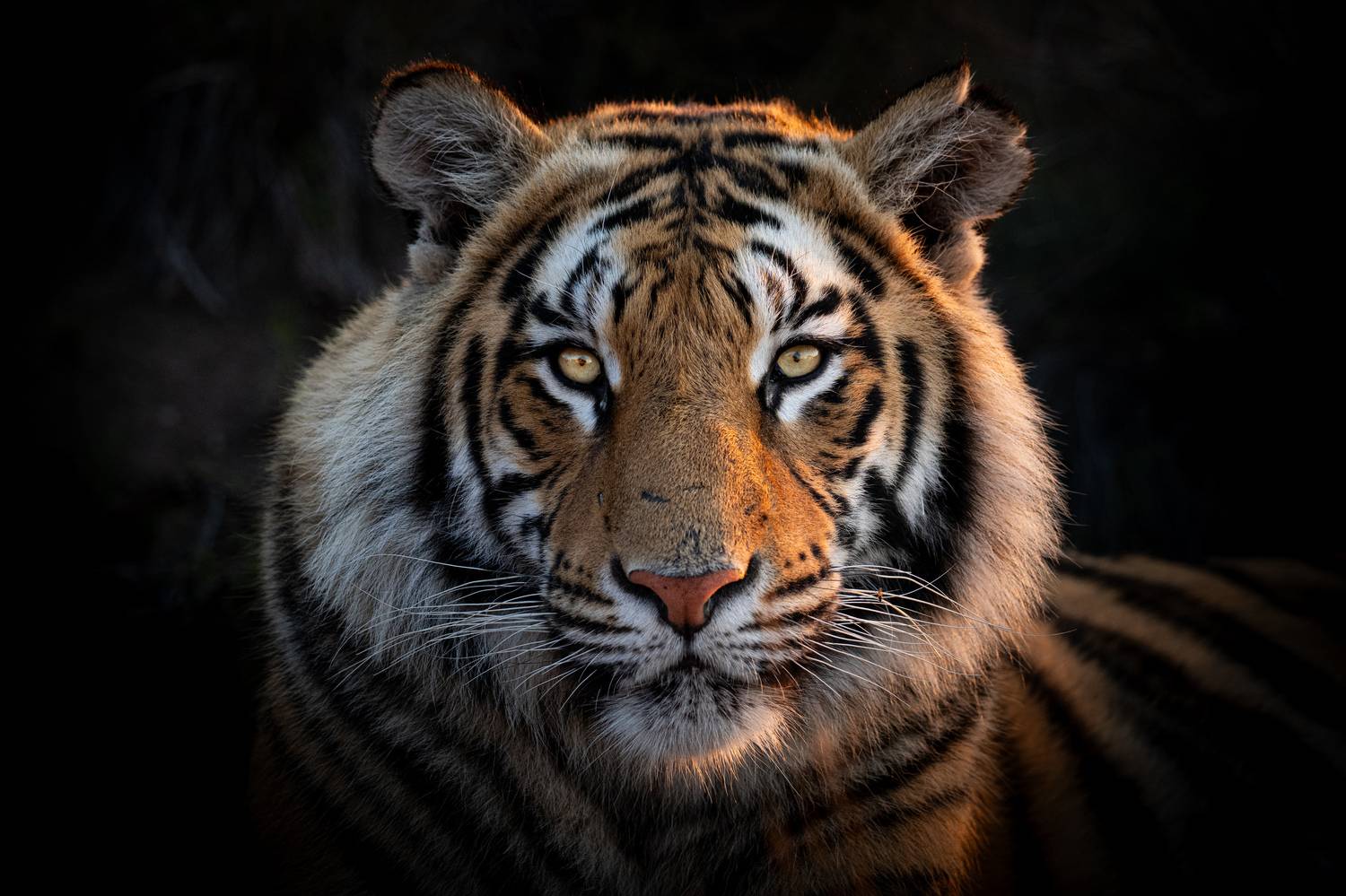 бенгальский тигр, юар, африка, Сулоев Алексей