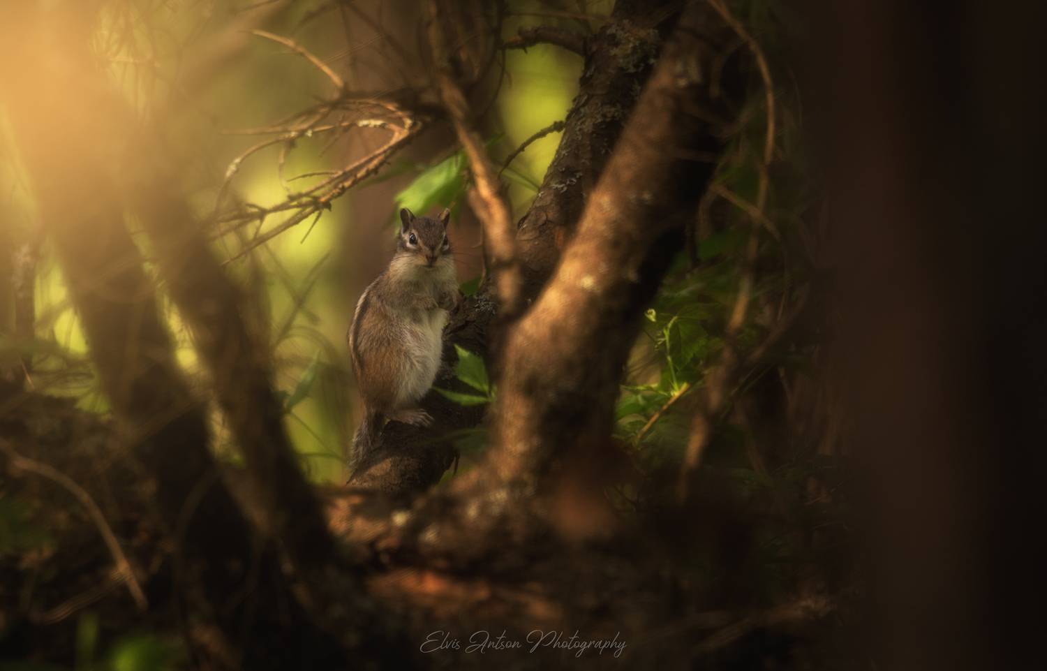 бурундук, chipmunk, животные, анимализм, природа, костромская область, кологрив,  сказки кологривского  леса, Antson Elvis