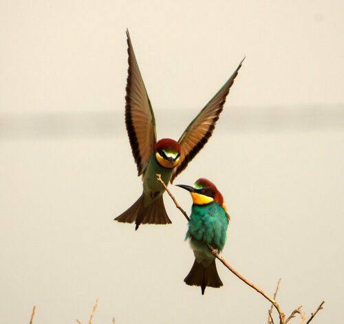 Розовые Шурки..