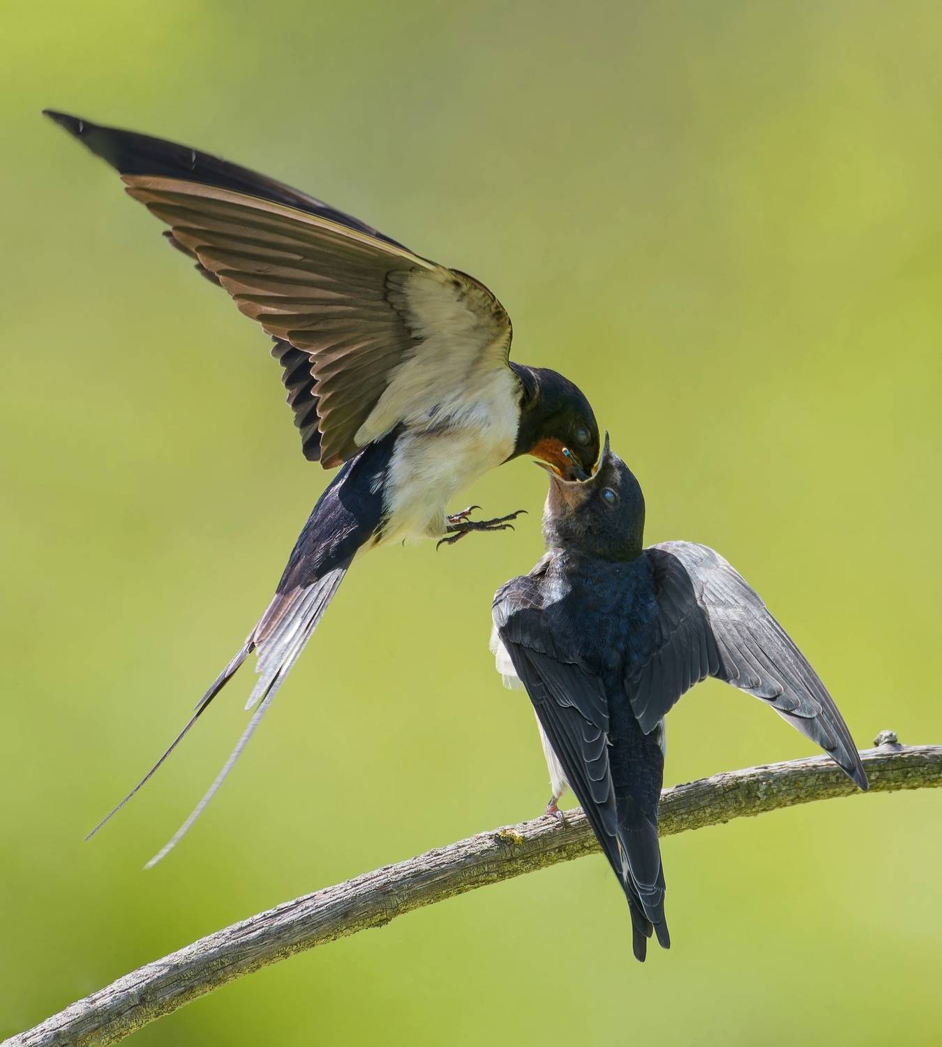 , Фото Александр