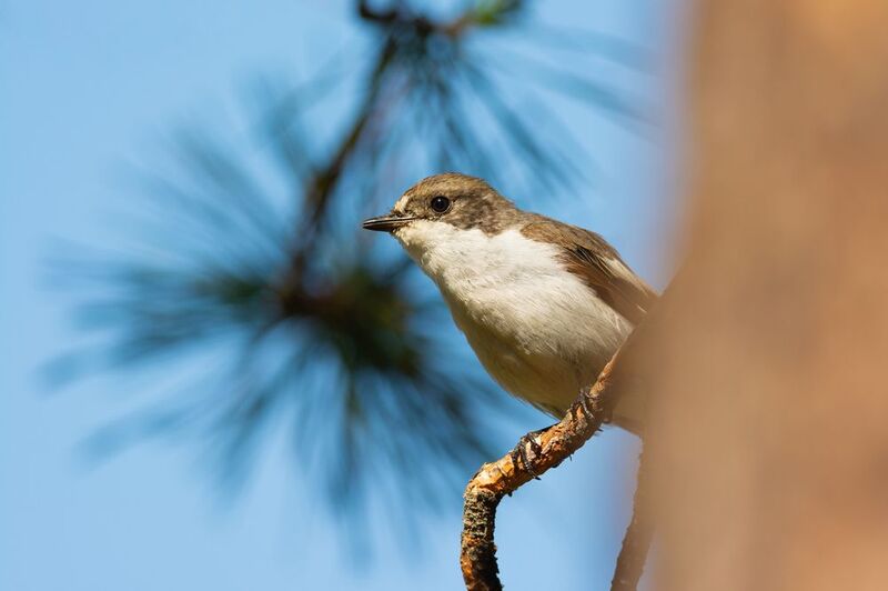 мухоловка, пеструшка, мухоловка-пеструшка, птица, птицы, лес, лето, природа, фотоохота, новосибирск Кормилец фото превью