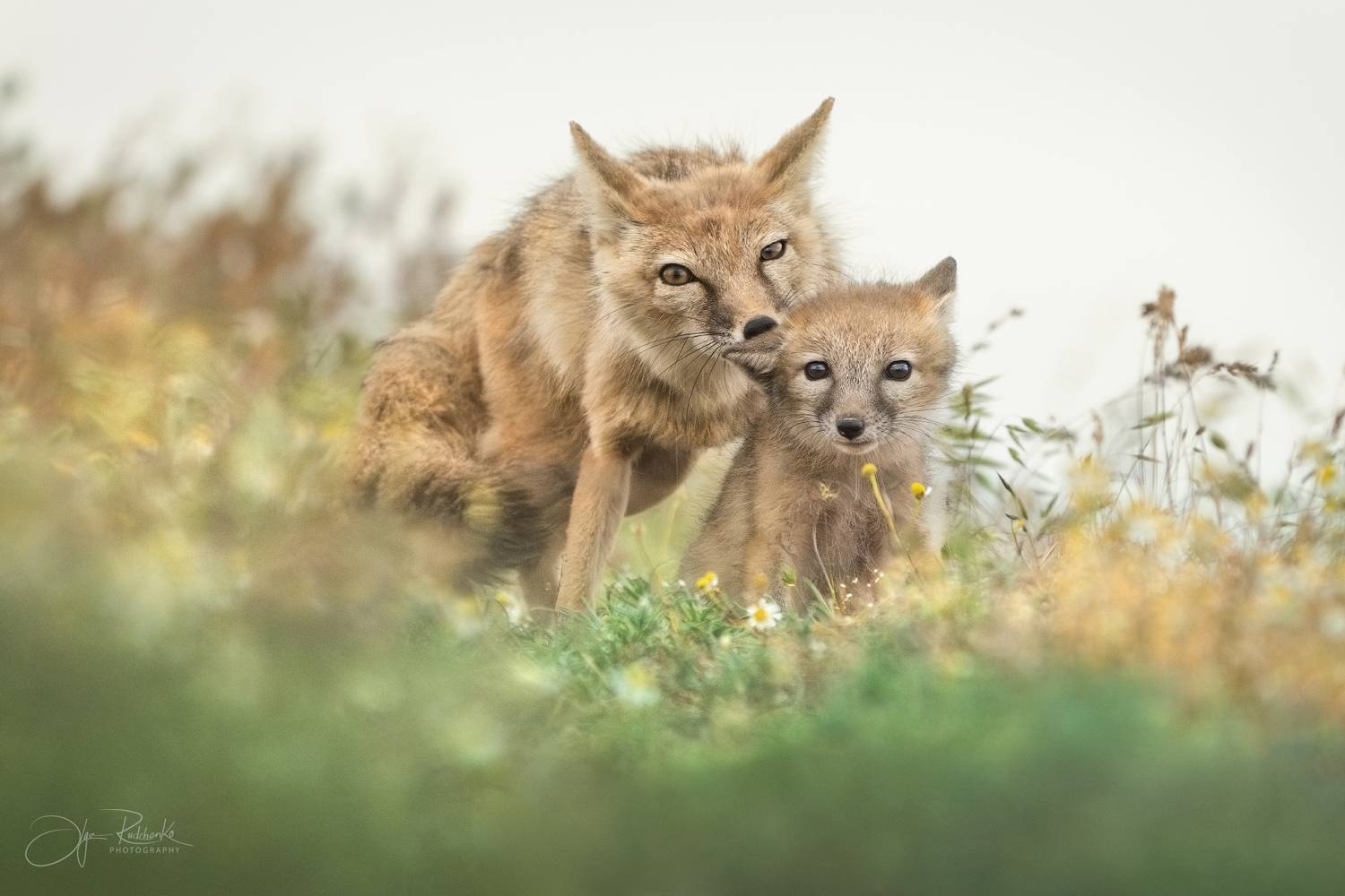 корсак, калмыкия, степная лиса, лиса, лисенок, лис, корсачонок, дикая природа, wildanimals, корсачата, vilpus corsac, corsac, корсаки, маныч, маныч-гудило, черные земли, Рудченко Ольга