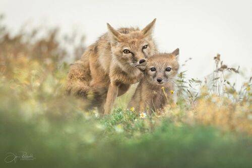 Замри, нас снимают!