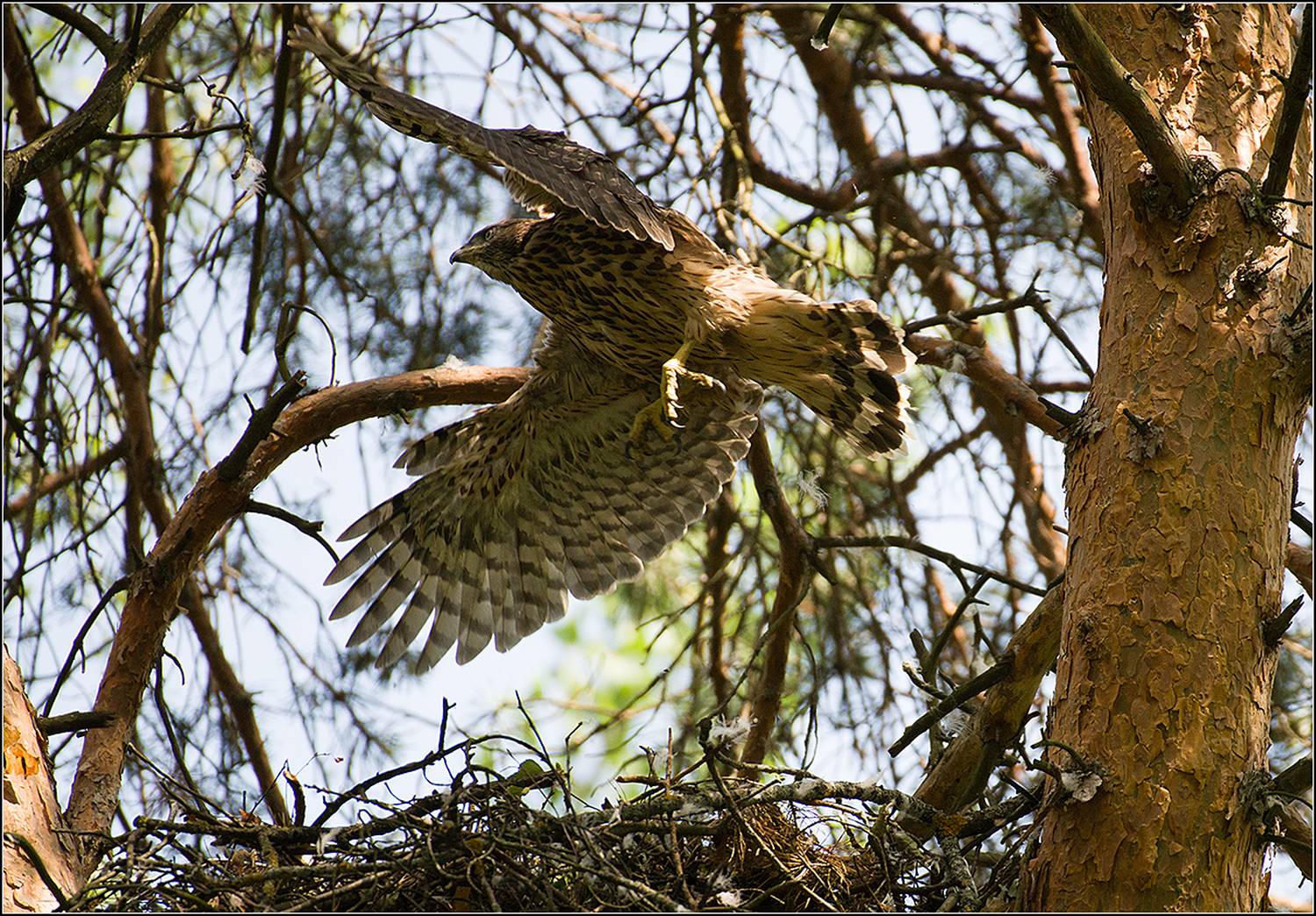 москва, парк, июнь, тетеревятник (птенец) птица, АНАТОЛИЙ ДОВЫДЕНКО