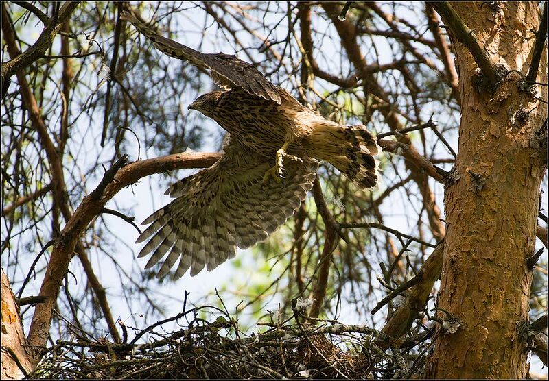 москва, парк, июнь, тетеревятник (птенец) птица ***** фото превью