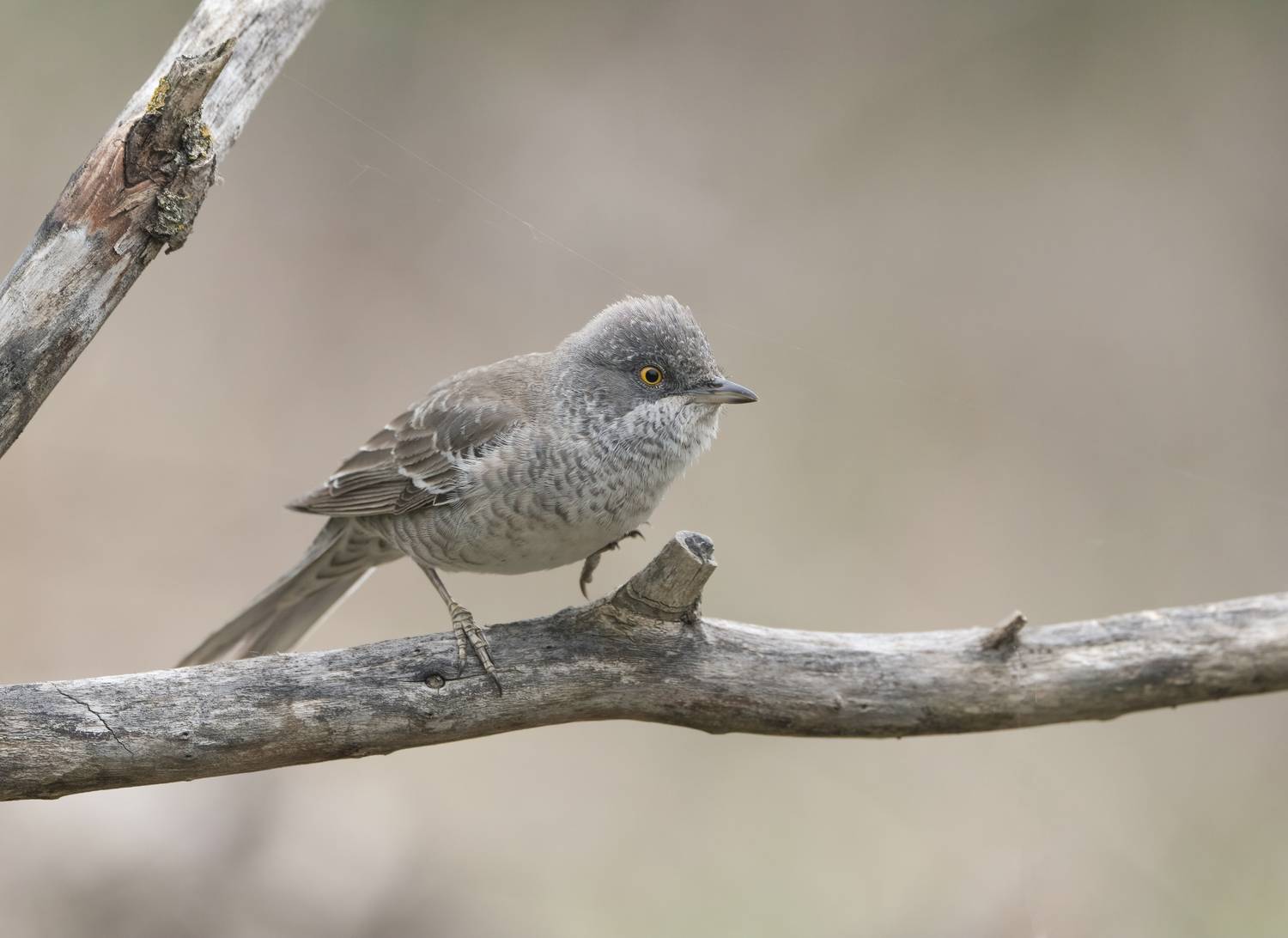 птицы,природа, лето, Андрей Киселёв