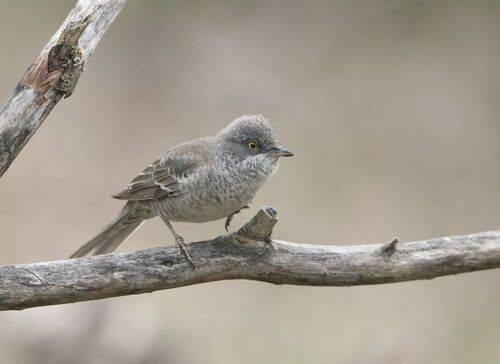 Ястребиная славка